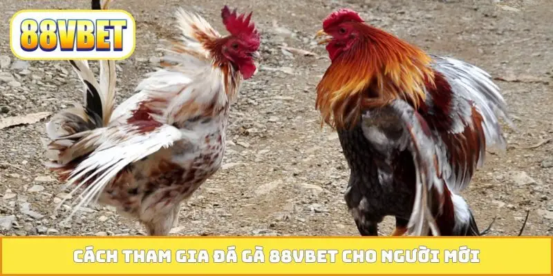 Cách tham gia đá gà 88VBET cho người mới