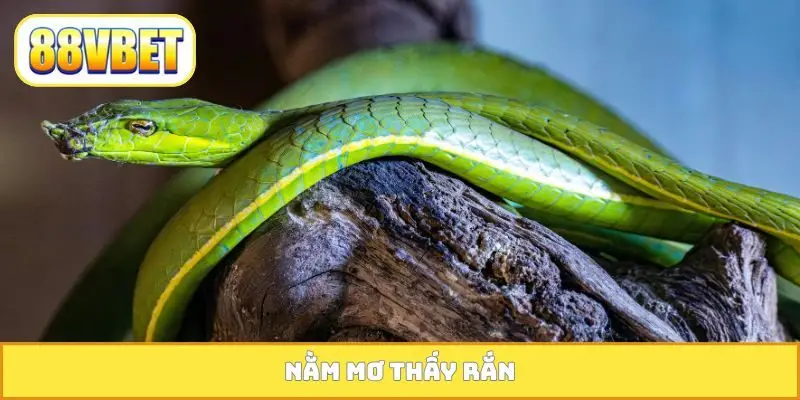 Nằm mơ thấy rắn